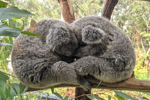 Australian Wildlife & Waterfalls Private Tour With 'Personalised Sydney Tours' - Sydney Tourism 2