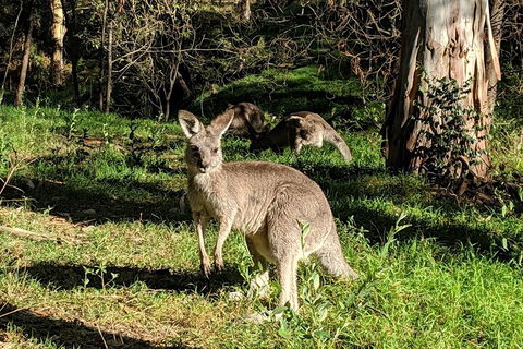Australian Wildlife & Waterfalls Private Tour With 'Personalised Sydney Tours' - Sydney Tourism 3