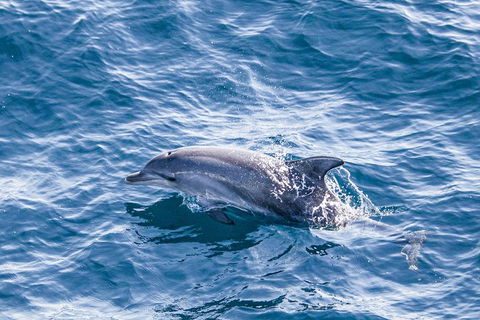 All Inclusive Dolphin And Tangalooma Wrecks Cruise - Sydney Tourism 1