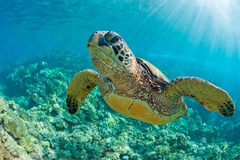 All Inclusive Dolphin And Tangalooma Wrecks Cruise - Sydney Tourism 3