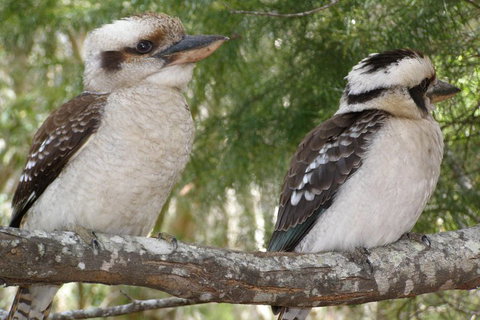 Stradbroke Island 4WD Day Trip From Brisbane - Sydney Tourism 3