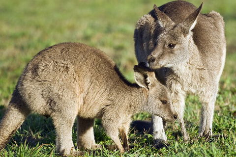 LGBT+ Friendly Full Day Phillip Island Private Tour - Sydney Tourism 3