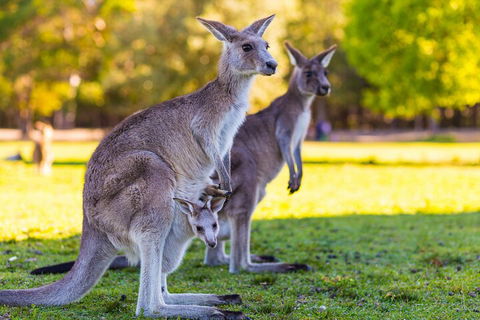 LGBT+ Friendly Full Day Phillip Island Private Tour - Sydney Tourism 4