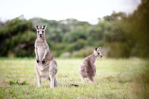 LGBT+ Friendly 3 Day Tour The Grampians, Daylesford & Ballarat - Sydney Tourism 2