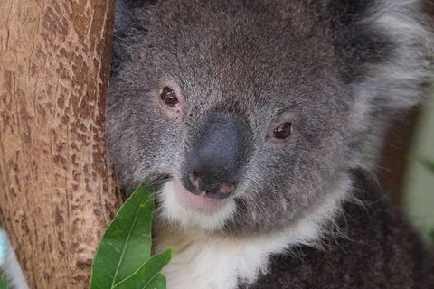All Inclusive Blue Mountains Small-Group Day Trip From Sydney - Sydney Tourism 1