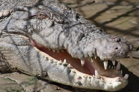 Whitsunday Crocodile Safari Including Lunch - Sydney Tourism 1