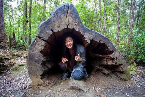 Tahune Airwalk Active Day Trip From Hobart Including Hastings Caves - Sydney Tourism 2
