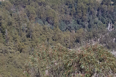 Leven Canyon Day Trip Including Wings Wildlife Park Or Gunns Plains Caves - Sydney Tourism 4