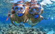 Great Barrier Reef Snorkeling And Diving Cruise From Cairns - thumb 3