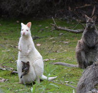 Full-Day Guided Bruny Island Tour from Hobart - Sydney Tourism