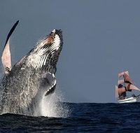 Sydney Harbour Tall Ship Whale  Sail - Whale Watching Cruise - Sydney Tourism