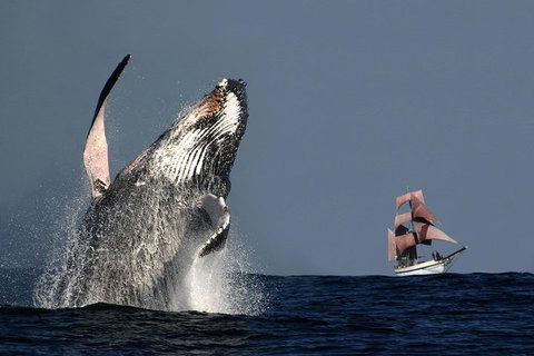 Sydney Harbour Tall Ship Whale & Sail - Whale Watching Cruise - Sydney Tourism 0