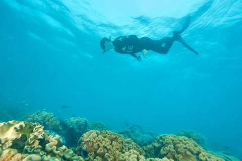 Ocean Freedom Great Barrier Reef Personal Luxury Snorkel & Dive Cruise, Cairns - Sydney Tourism 5
