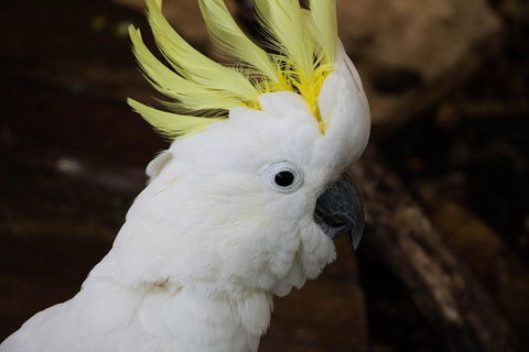 Cairns ZOOM And Wildlife Dome - Sydney Tourism 2