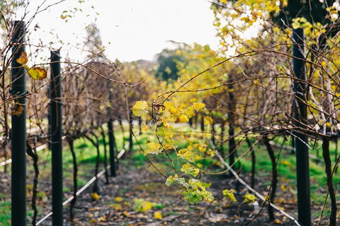 Australian Wine Discovery Tour Ticket - Sydney Tourism 4