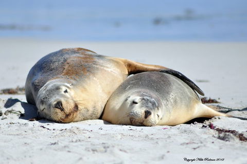 NEW TOUR - Kangaroo Island Road To Recovery Tour (1 Day/1 Night) - Sydney Tourism 1