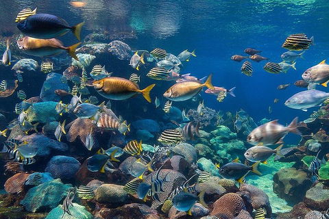 General Admission Entry At AQWA - Sydney Tourism 5
