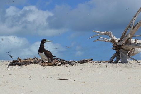 Seastar Luxury Outer Great Barrier Reef Island And Reef Tour From Cairns - Sydney Tourism 1