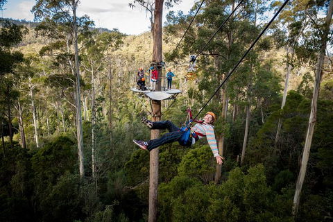 Hollybank Wilderness Adventure - Zipline Tours - Sydney Tourism 0
