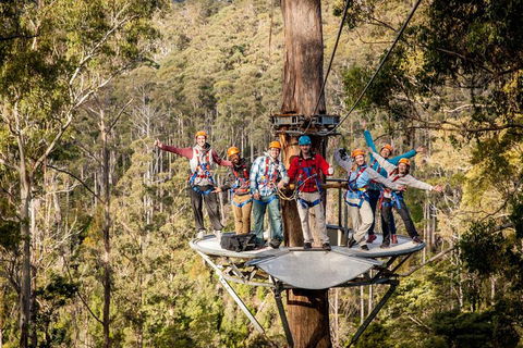 Hollybank Wilderness Adventure - Zipline Tours - Sydney Tourism 1