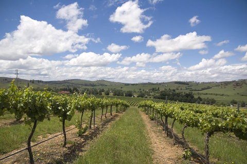 Hunter Valley Wine Tour From Sydney Incl Lunch, Cheese, Chocolate And Distillery - Sydney Tourism 0