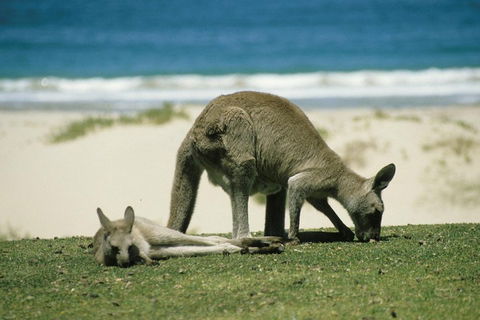 Great Ocean Road Full Coastal Tour - 3 Days, 2 Nights - Sydney Tourism 1