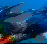 Scuba Dive the S.S. Yongala Wreck on the Great Barrier Reef. - Sydney Tourism